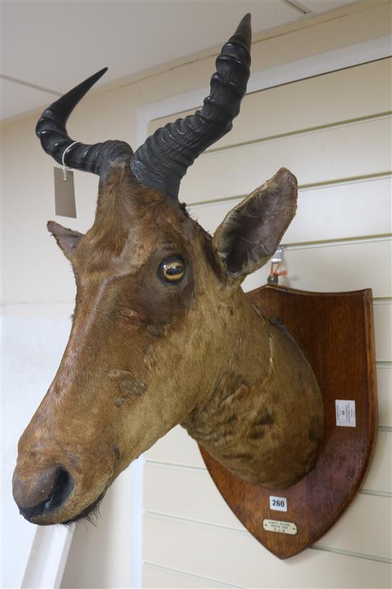 A Hartebeest taxidermic shoulder mount, on wooden shield bearing ivorine plaque, Kamiti Plains, Kenya, 1926, E. J. B. H.45cm.